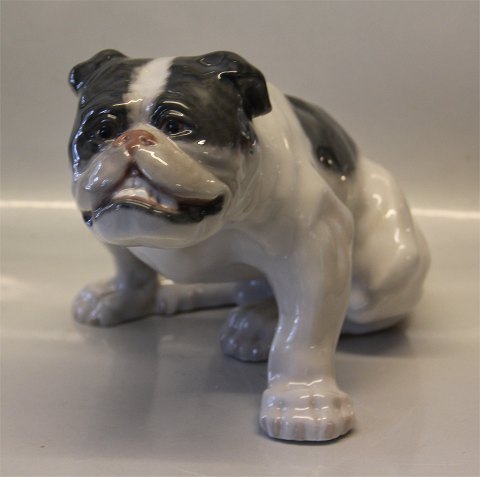 Kongelig Dansk 0778 Kgl. Engelsk Bulldog KK 18 x 33 cm 1906 